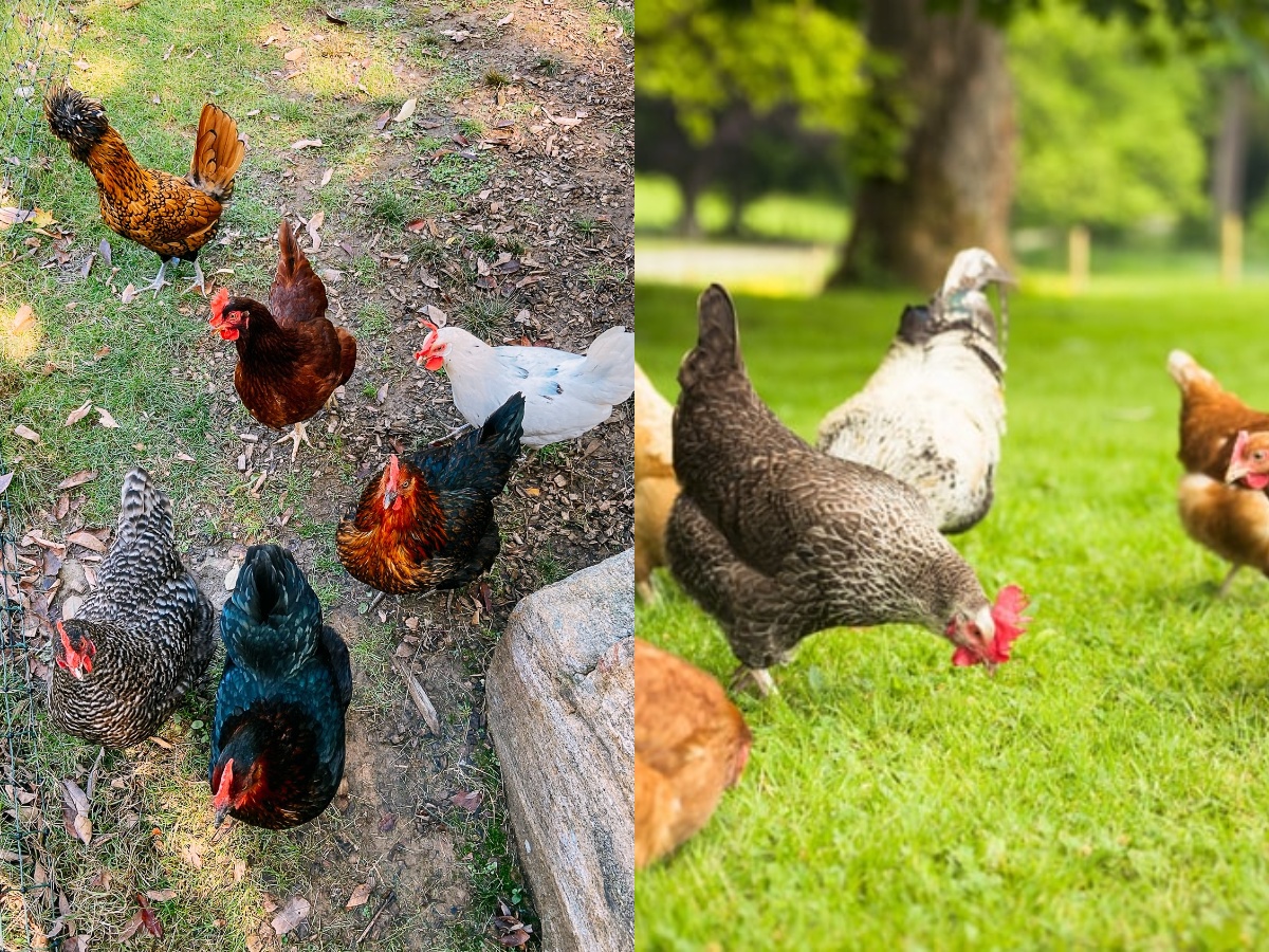 backyard chicken in North Carolina